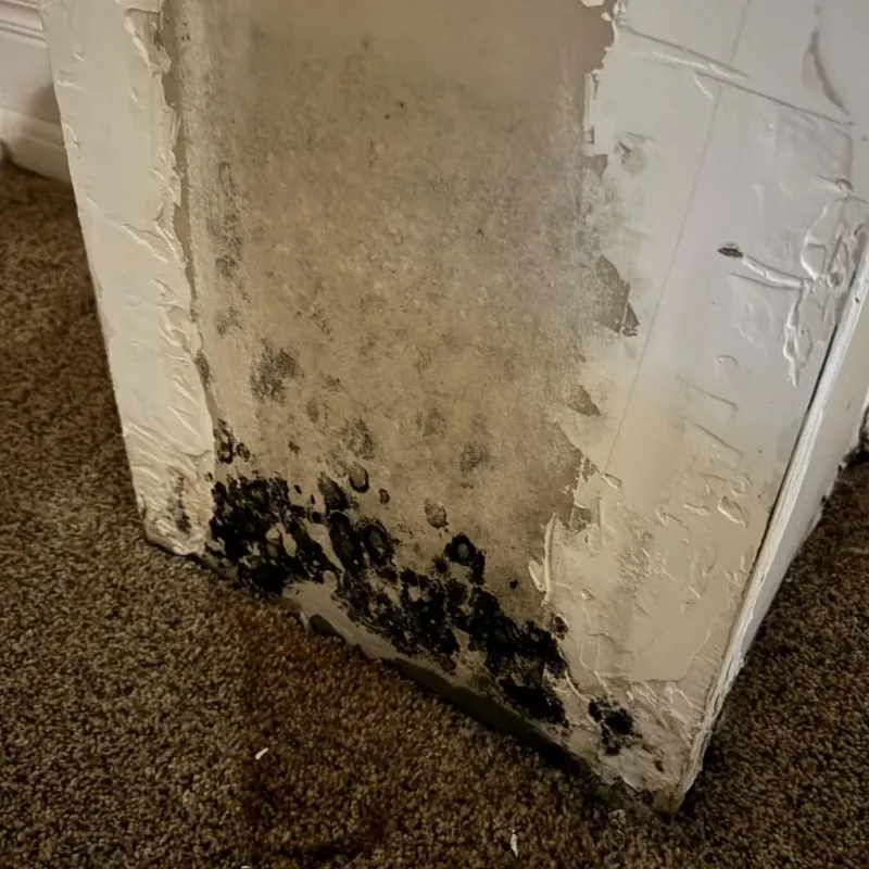 Professional Mold Removal in Shingle Springs, CA